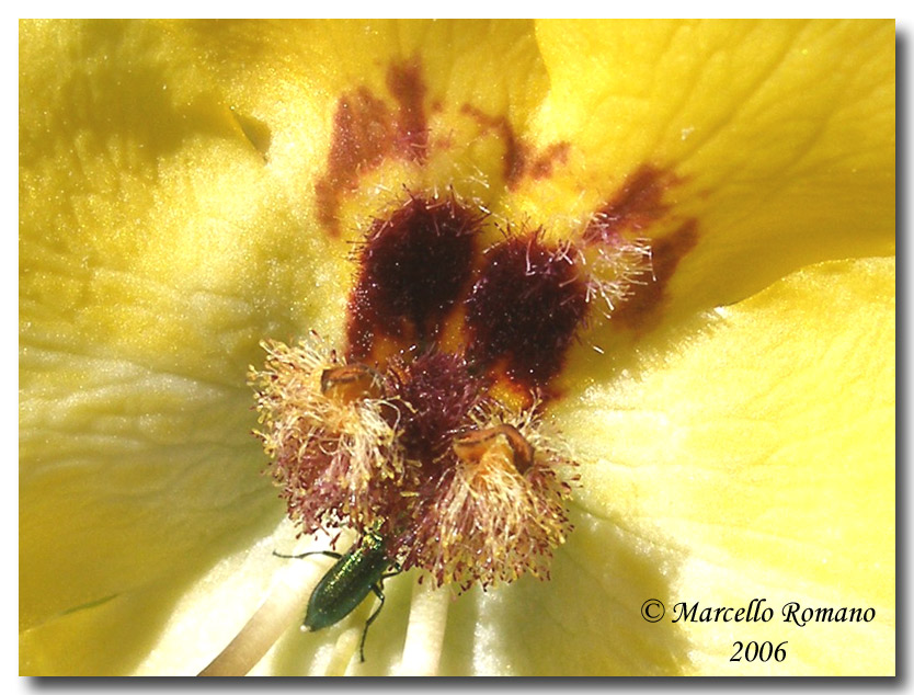 Verbascum creticum / Verbasco del Patriarca